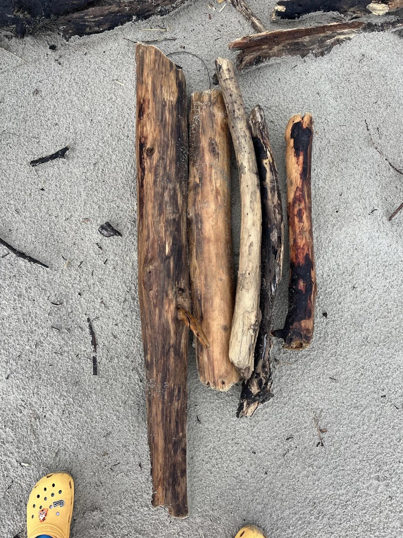 Source — driftwood after a storm, Coromandel, 2023 — Jess Swney